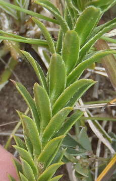 Image of Oedera steyniae (L. Bolus) A. A. Anderberg & K. Bremer