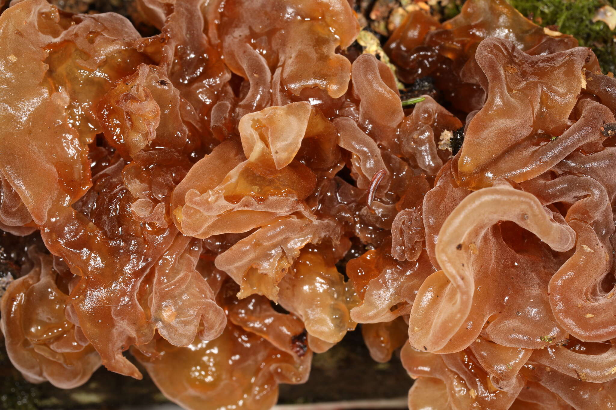 Image of Phaeotremella frondosa (Fr.) Spirin & Malysheva