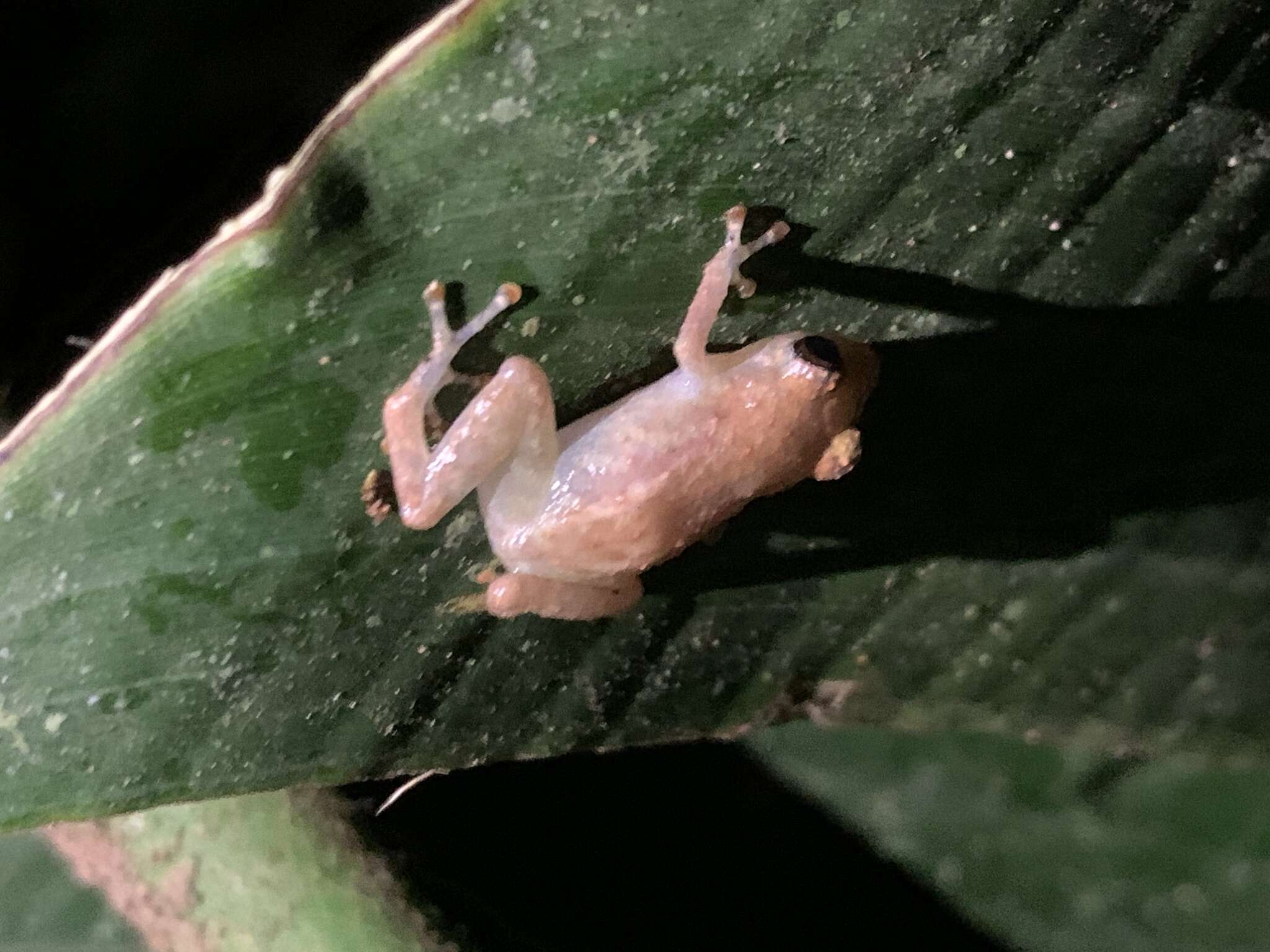 Image of Caretta Robber Frog