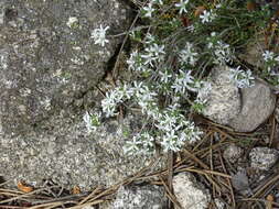 Image of Arenaria querioides Willk.