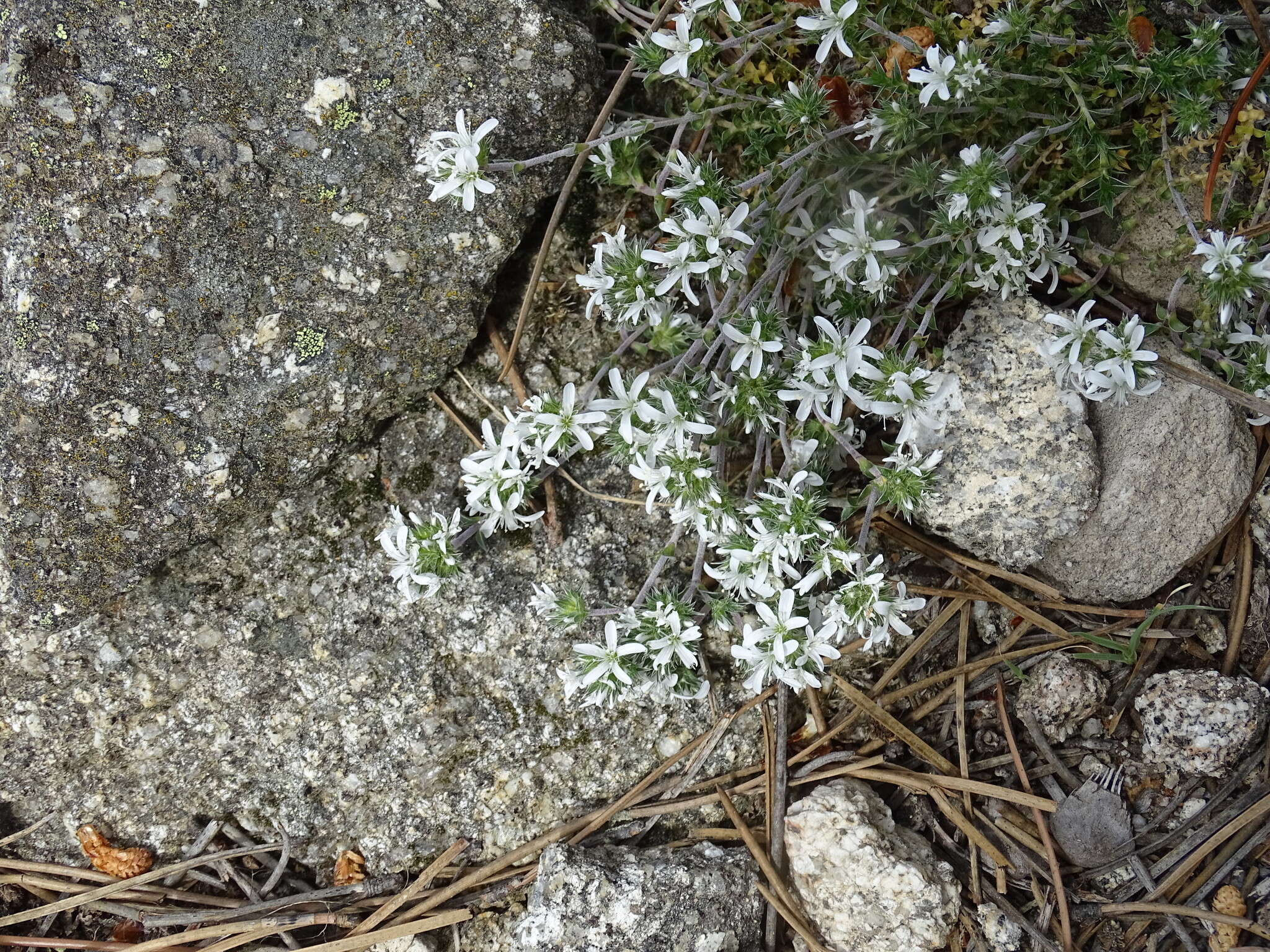 Image of Arenaria querioides Willk.