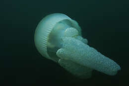 Image of Jelly Blubber