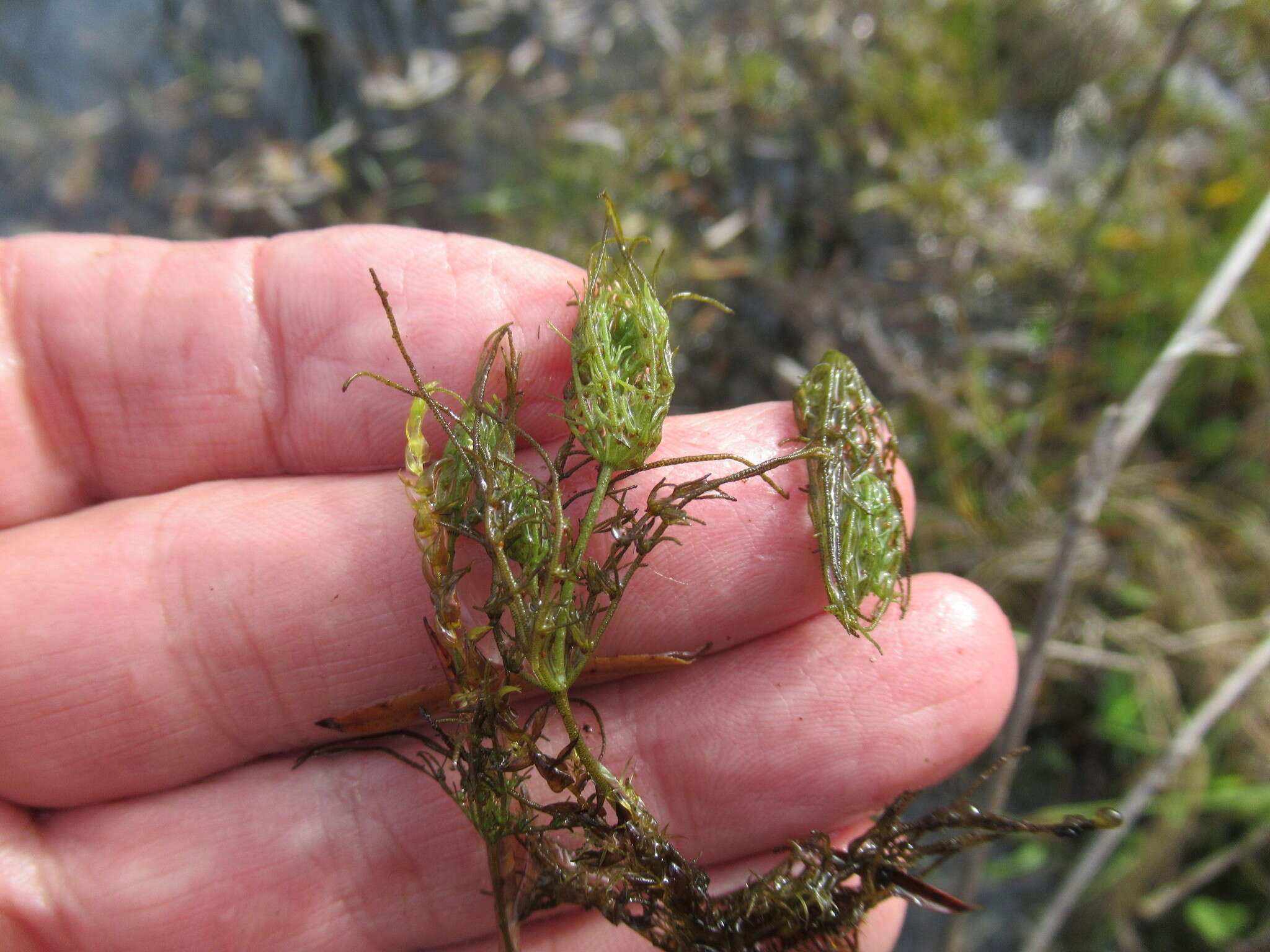 Image of <i>Chara vulgaris</i> var. <i>longibracteata</i> (Kütz.) J. Groves & Bull.-Webst.