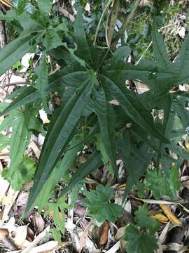 Image of Dioscorea brachybotrya Poepp.