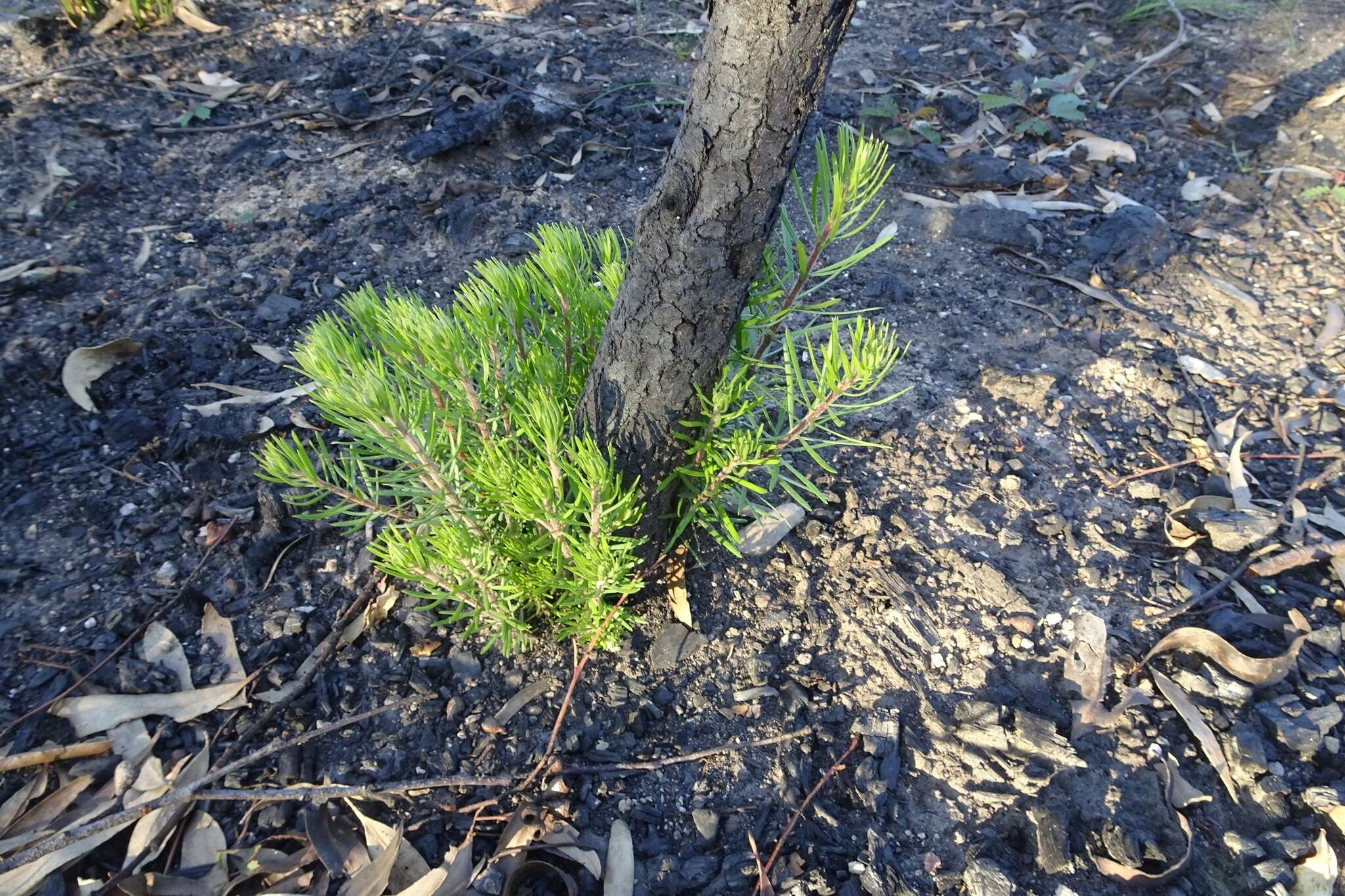 Plancia ëd Persoonia linearis Andr.