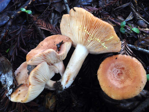 Image of Lactarius xanthogalactus Peck 1907