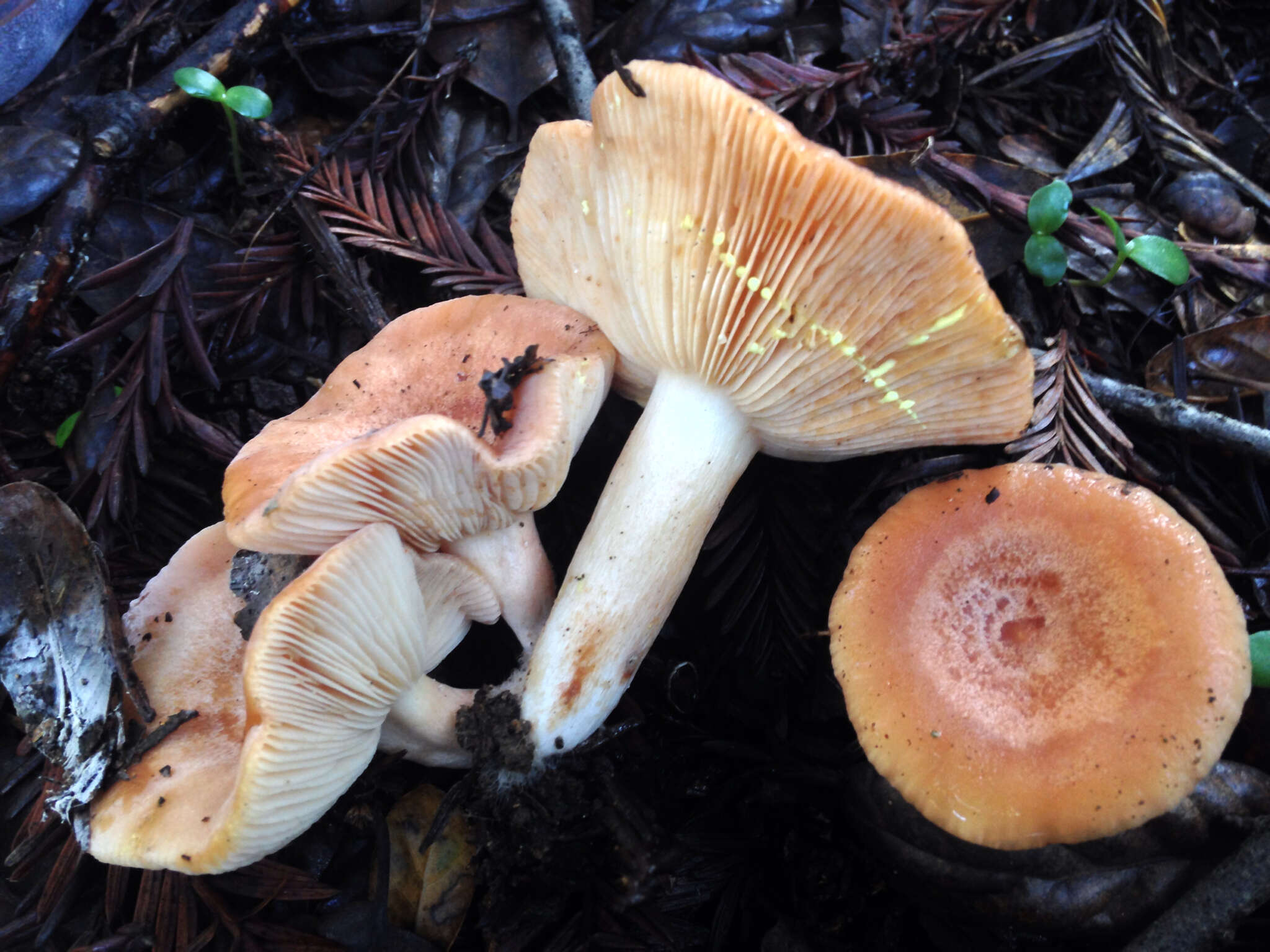 Image of Lactarius xanthogalactus Peck 1907