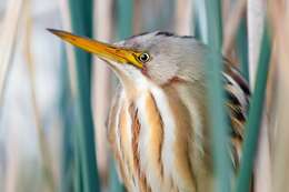 Image of Stripe-backed Bittern