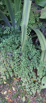 Image of fan maidenhair