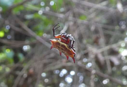 Image of Gasteracantha curvispina (Guérin 1837)