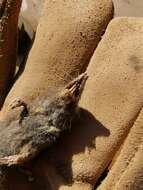 Image of Yucatan Small-eared Shrew