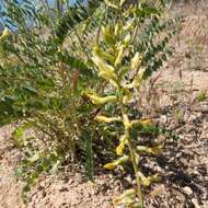 Imagem de Astragalus lentiginosus var. maricopae Barneby