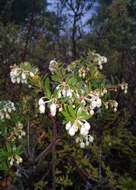 Image of Gaultheria mucronata (L. fil.) E. J. Remy