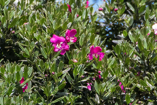 Image of Meriania speciosa (Humb. & Bonpl.) Naud.