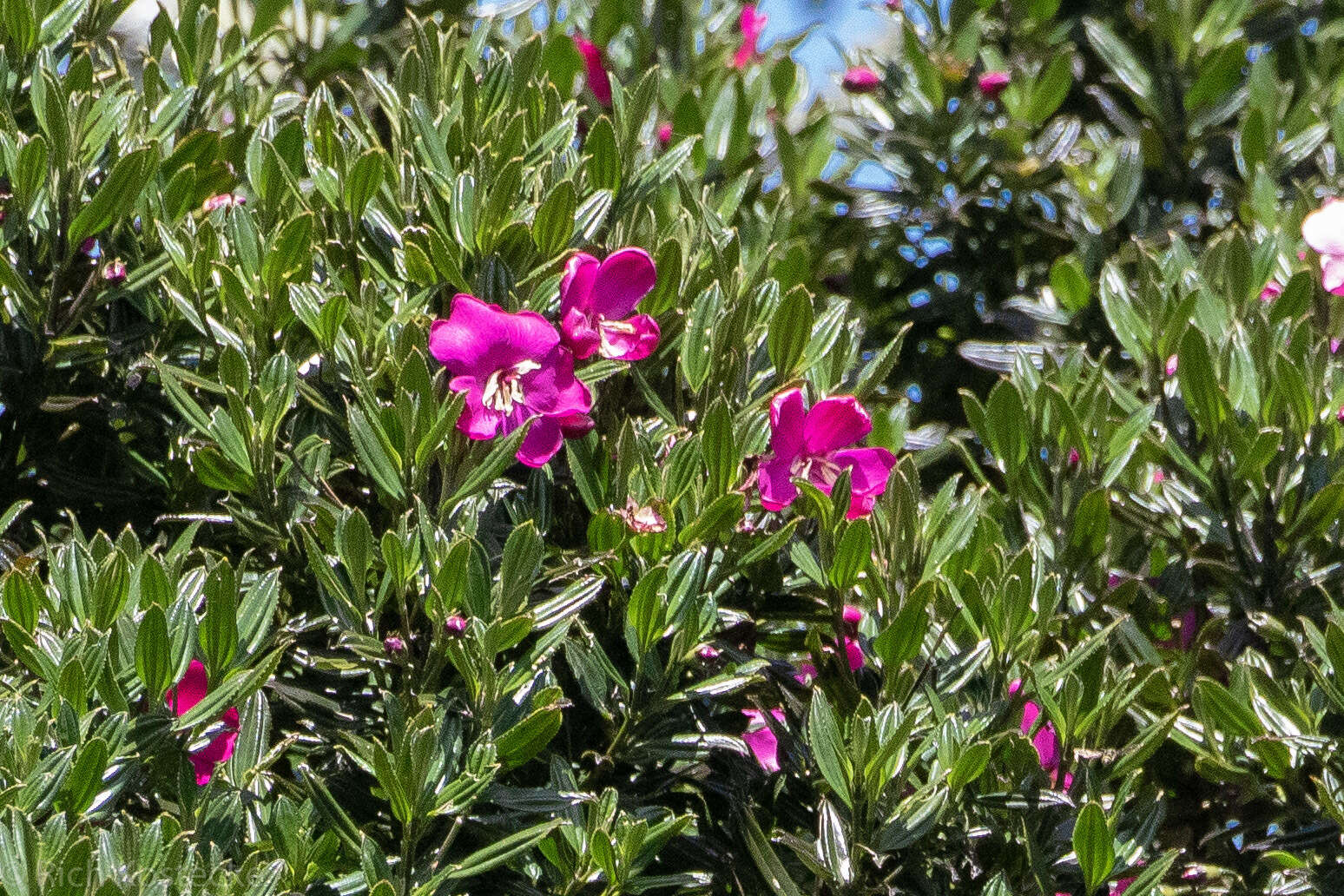 Imagem de Meriania speciosa (Humb. & Bonpl.) Naud.