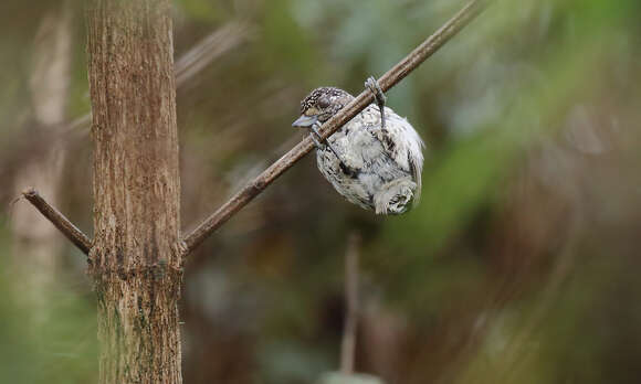 Image of Ocellated Piculet