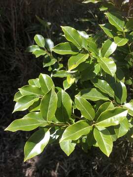 Image of Ilex pedunculosa Miq.