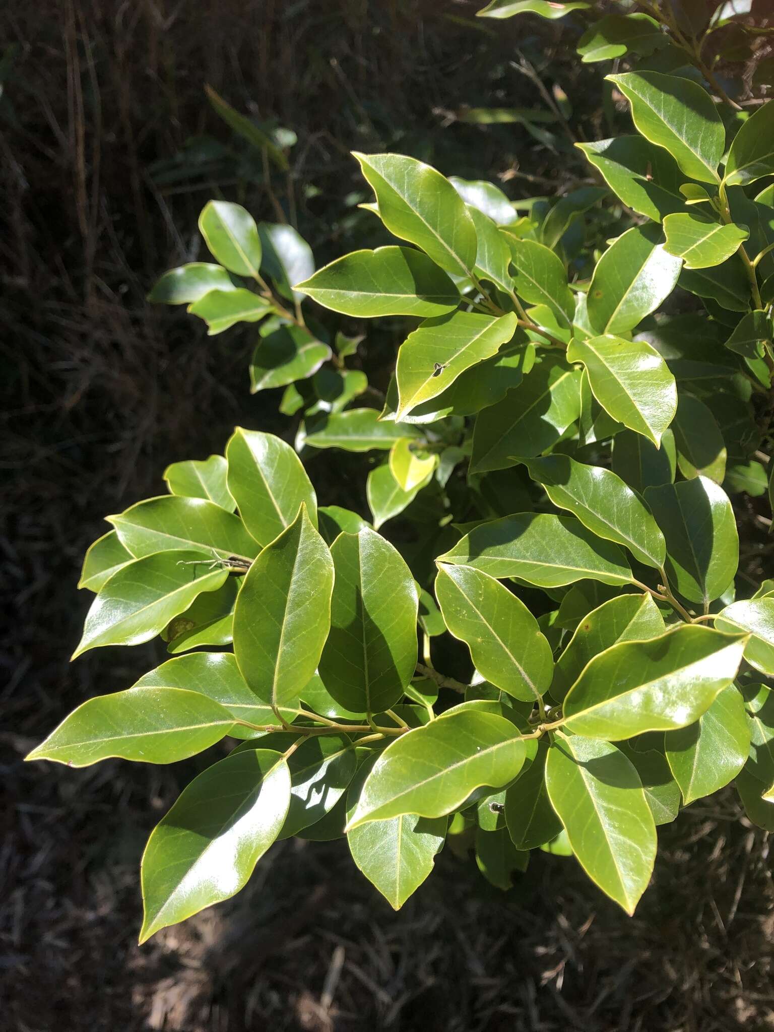 Image de Ilex pedunculosa Miq.