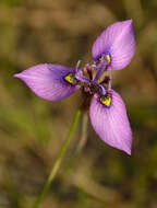 Слика од Moraea algoensis Goldblatt