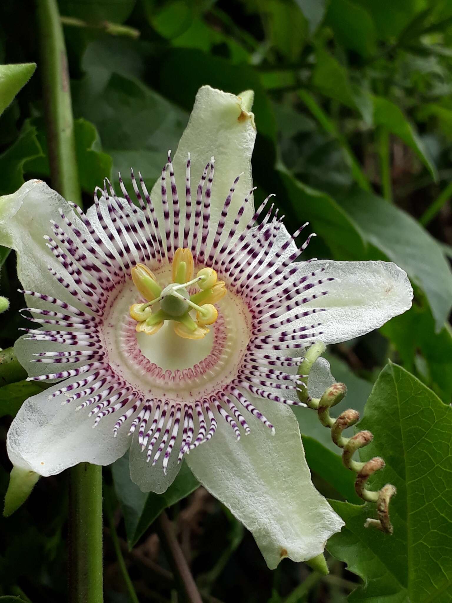 Image of Passiflora adenopoda