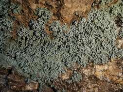 Image of mealy lichen