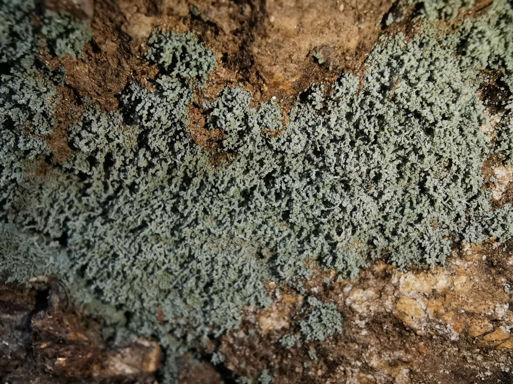 Image of mealy lichen