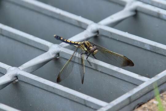 Слика од Orthetrum lineostigma (Selys 1886)