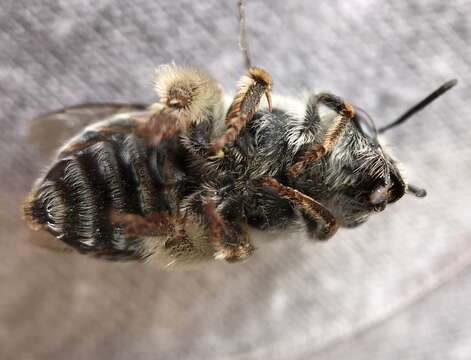 Image of Habropoda pallida (Timberlake 1937)