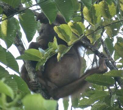 Image de Pongo pygmaeus morio (Owen 1837)