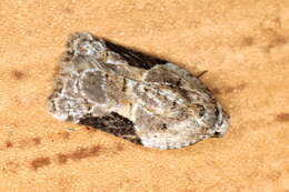 Imagem de Acleris lacordairana Duponchel 1834