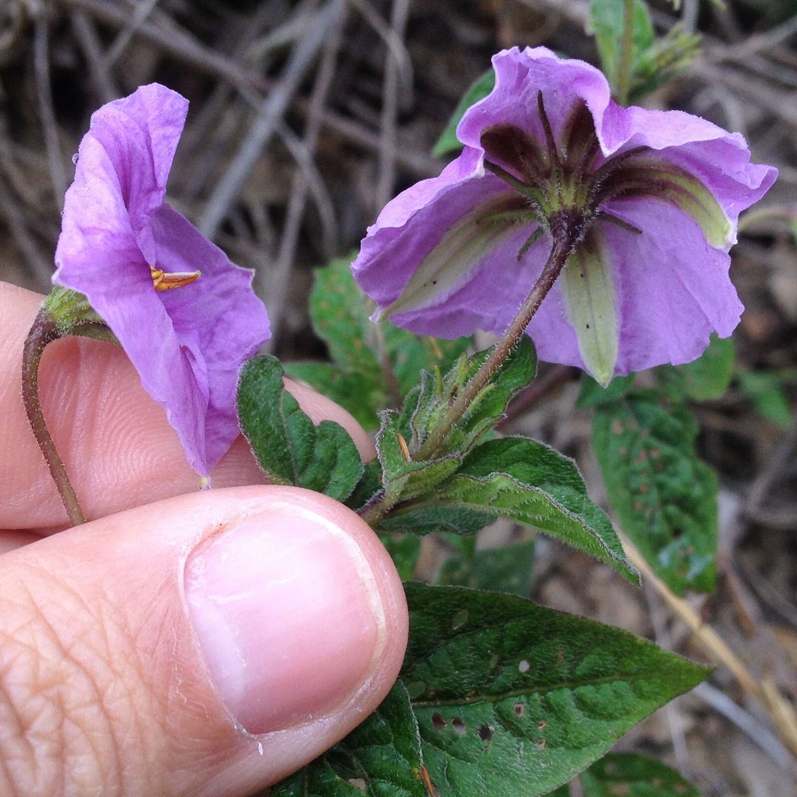 Image de Lycianthes acapulcensis (Baill.) W. G. D' Arcy