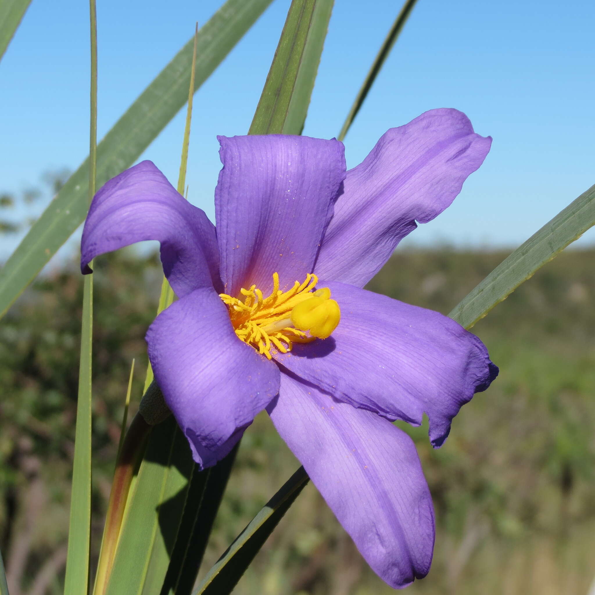 Image de Vellozia squamata Pohl