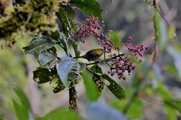 Image of Yellow-throated Bush Tanager