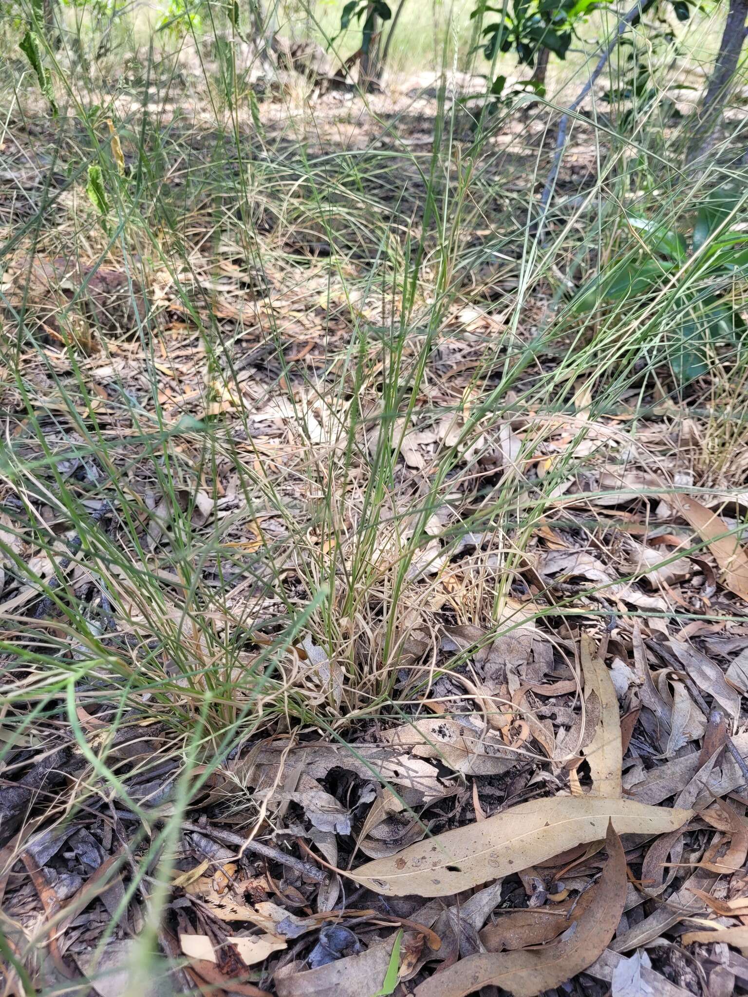 Plancia ëd Eriochloa pseudoacrotricha (Stapf ex Thell.) J. M. Black