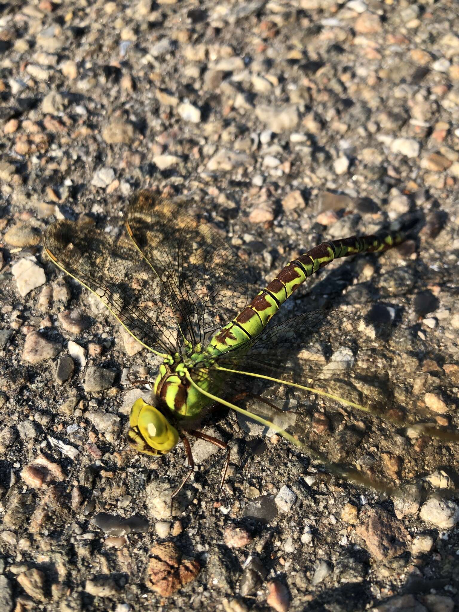 Image of Green Hawker