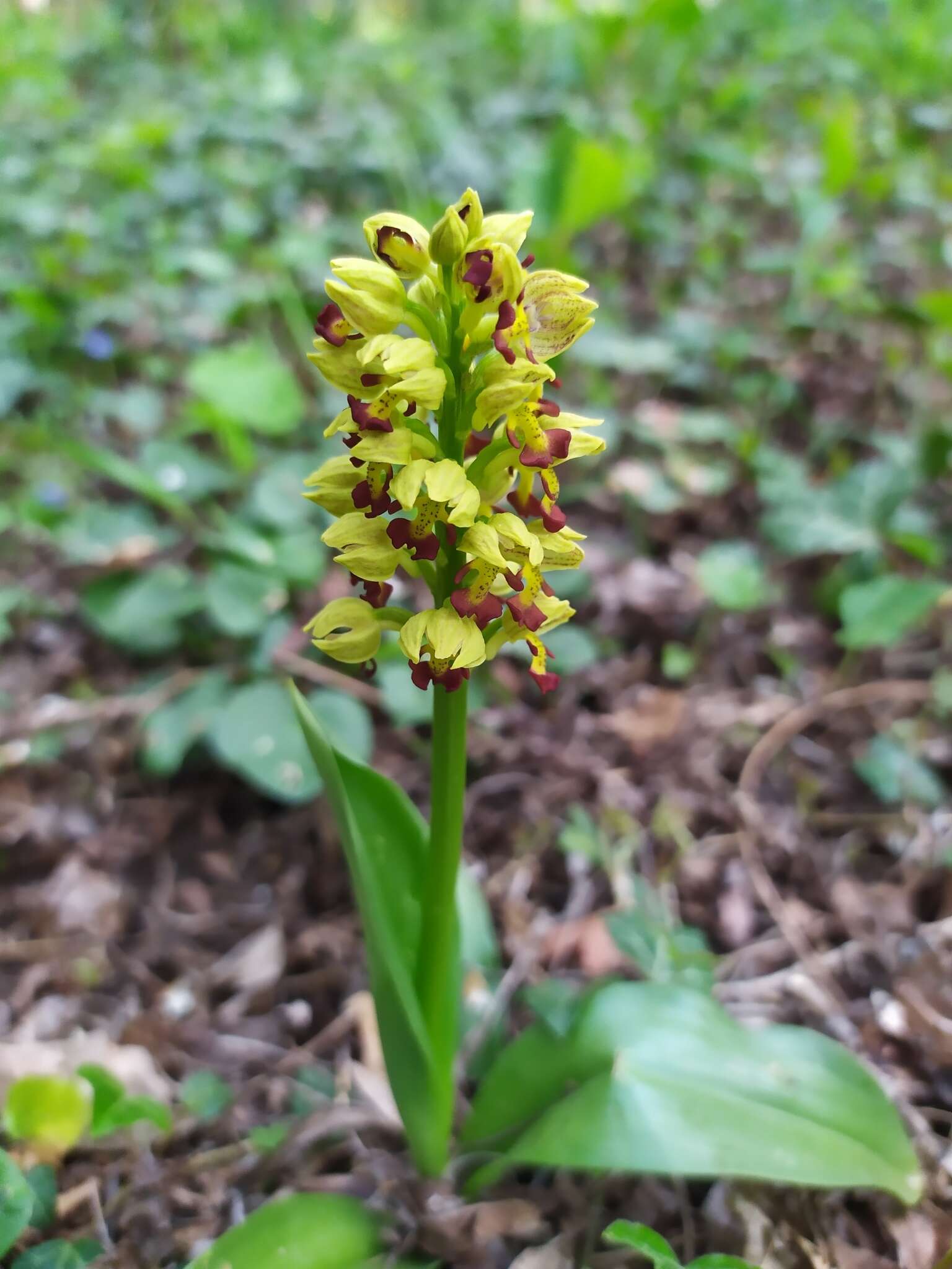 Image of Small-dotted Orchis