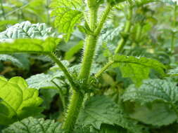 Image of Urtica kioviensis Rogow.