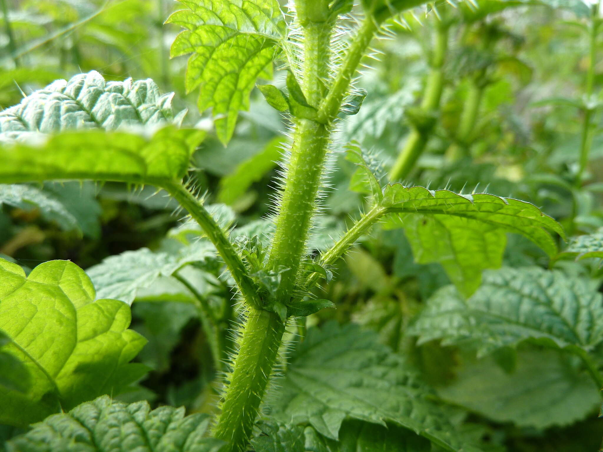 Слика од Urtica kioviensis Rogow.