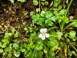 Image of Geranium suzukii Masam.