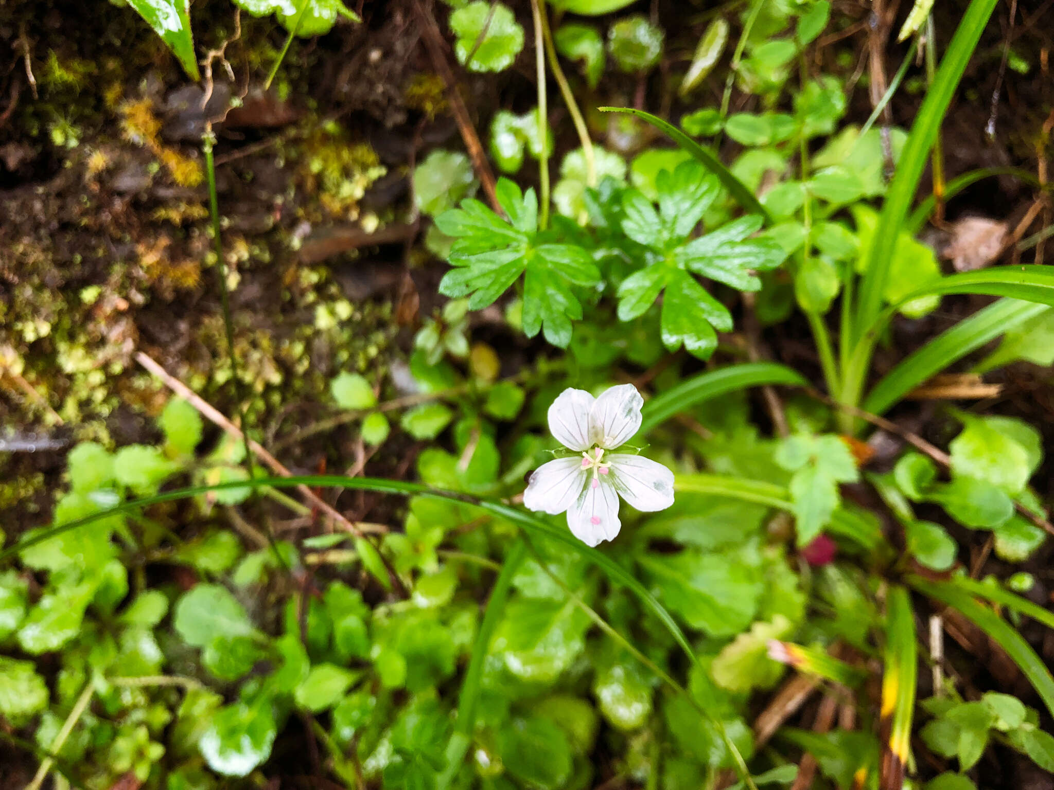 Image of Geranium suzukii Masam.