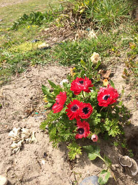 Imagem de Anemone coronaria L.