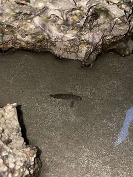 Image of Crested blenny