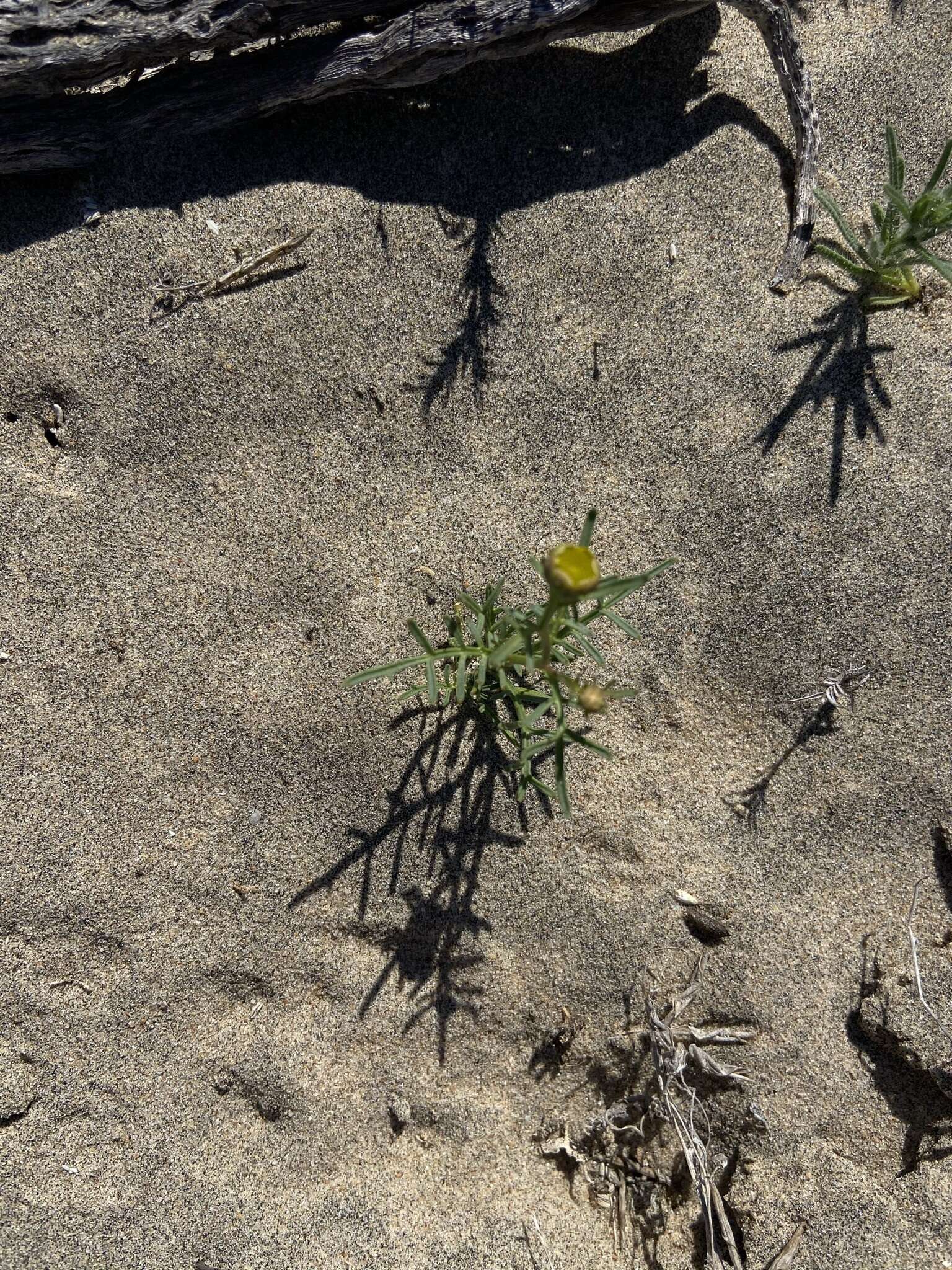 Image of Boeberastrum anthemidifolium (Benth.) Rydb.