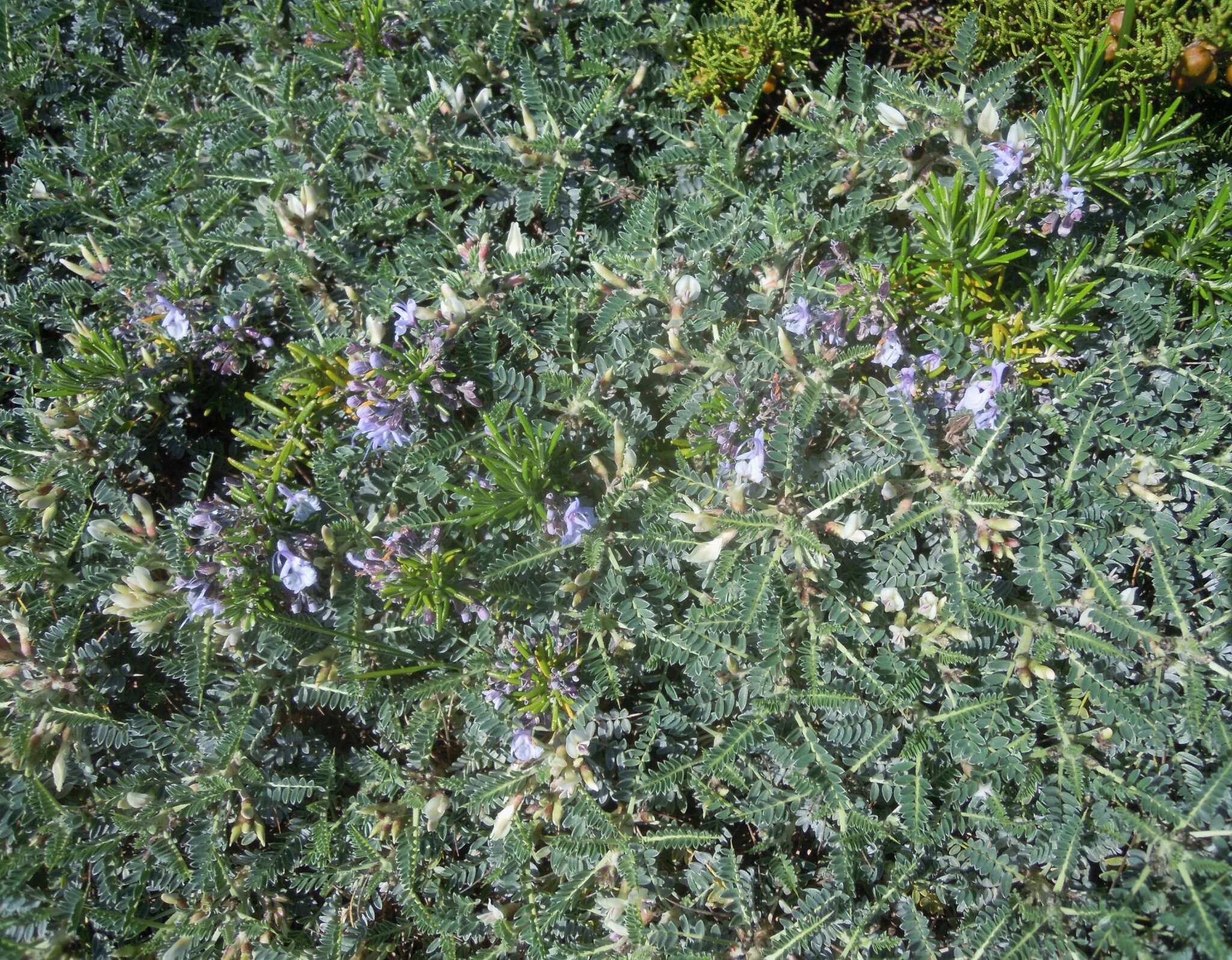 Image de <i>Astragalus terraccianoi</i>