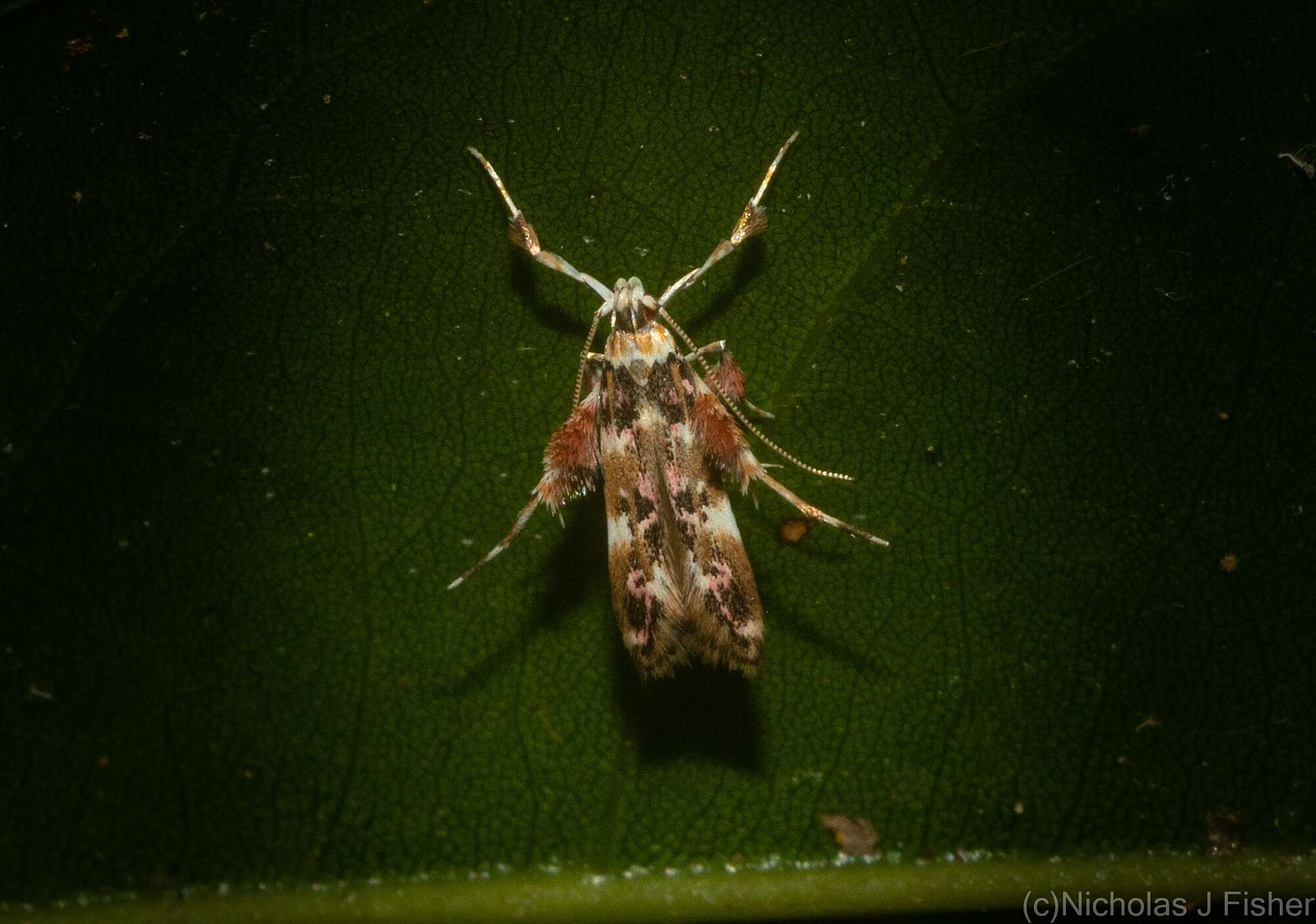 Image of Persicoptila oenosceles Turner 1917