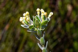 Image of Willow Capesaffron