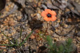 Image of Drosera platystigma Lehm.