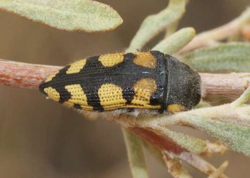 Image of Acmaeodera tuta Horn 1878