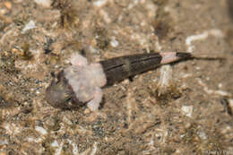 Image of Cheekscaled frill-goby
