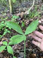 Слика од Arisaema triphyllum (L.) Schott